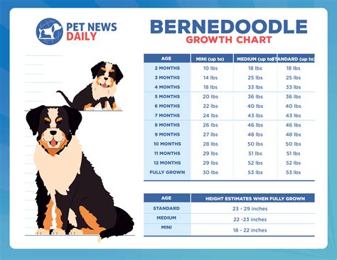 standard bernedoodle growth chart|Bernedoodle Size Chart With 63,000